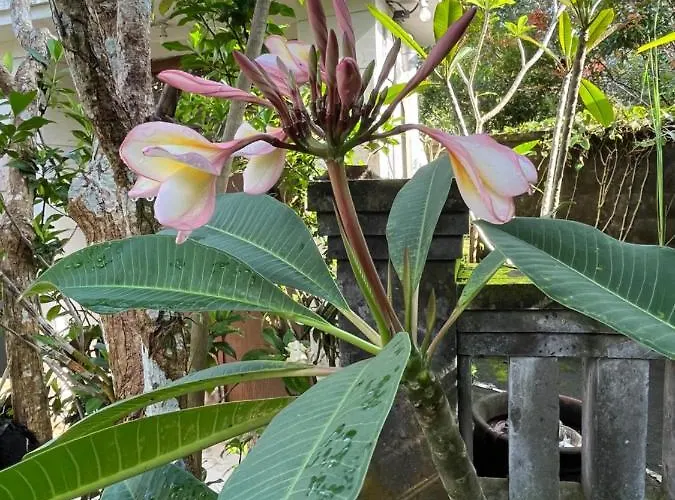 Gekyu * Jimbaran
